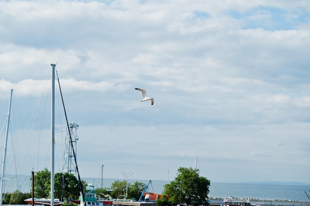 Free photo flying seagull on blue sunny sky