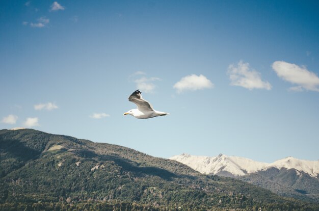 A flying seagull and the hills