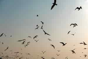 무료 사진 맹그로브 숲 자연 근처 비행 갈매기