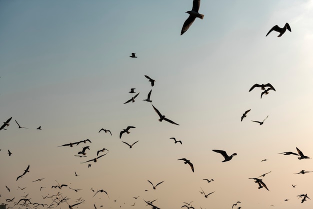 Летящие чайки возле мангровых лесов