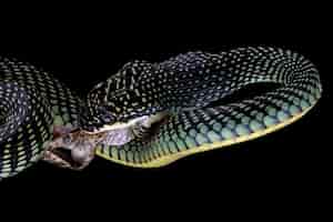 Free photo flying snake closeup on black