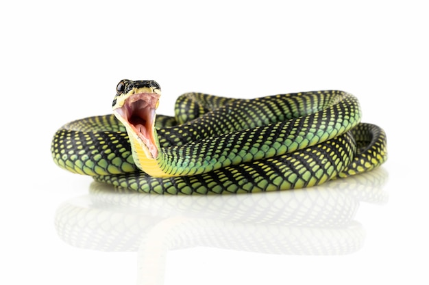 Foto gratuita primo piano del serpente volante su sfondo bianco serpente volante chrysopelea