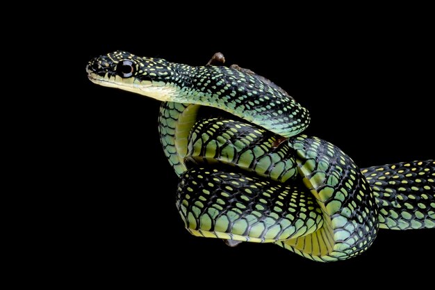 Летающая змея ест древесную лягушку на черном фоне