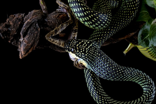 黒の背景にアマガエルを食べるトビヘビトビヘビChrysopelea