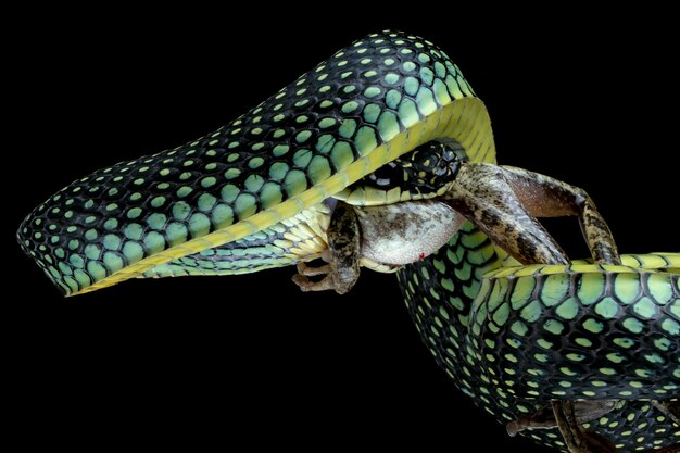 黒でアマガエルを食べるトビヘビ