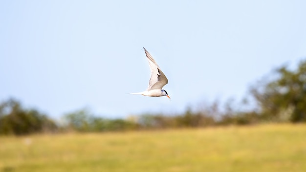 A flying tern with white feathers and orange beak