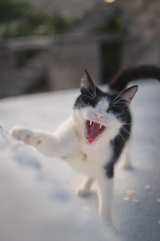 Fnny cat играет в саду, покрытом снегом, под солнечным светом в постире, хорватия