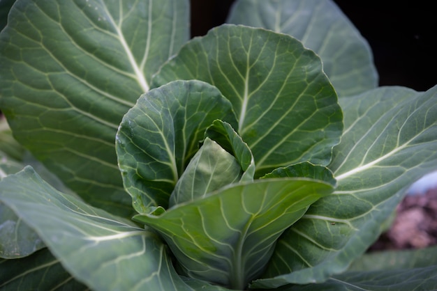 Focus of Big cabbage in the garden.