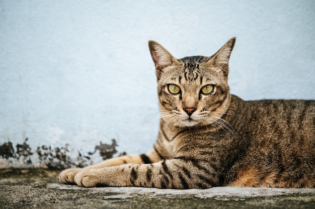 Free photo focus closely on the tabby eyes