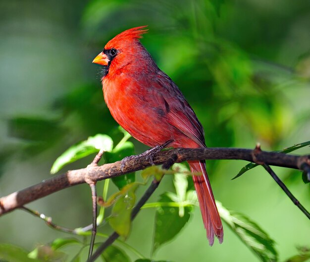 Focus selective shot of a small red bird sitting on a branch