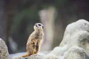 Foto gratuita metti a fuoco il colpo di un suricato vigile su una roccia