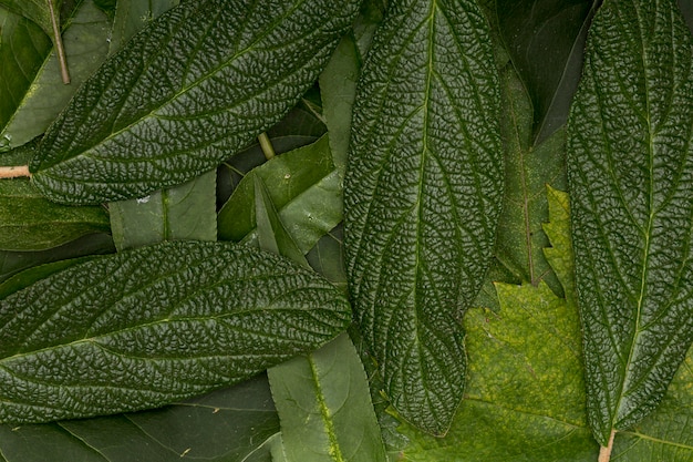 Free photo focused green variety of leaves background