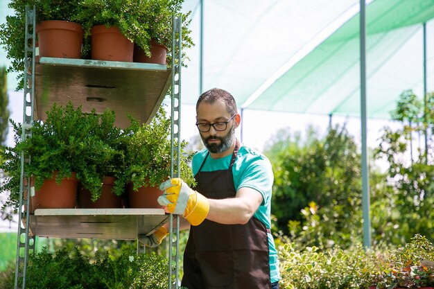 観葉植物の棚を保持し、鉢植えの植物とラックを移動する焦点を当てた男性の花屋。ミディアムショット、コピースペース。ガーデニングの仕事の概念