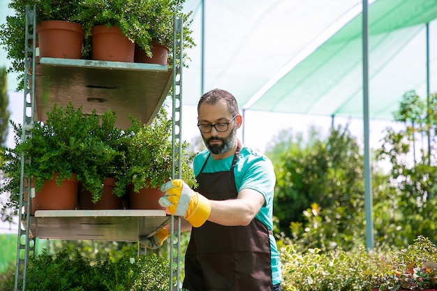 観葉植物の棚を保持し、鉢植えの植物とラックを移動する焦点を当てた男性の花屋。ミディアムショット、コピースペース。ガーデニングの仕事の概念