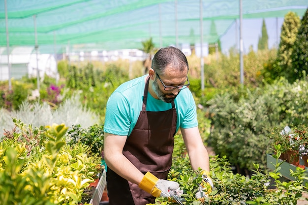 鉢植えの植物と温室で茂みを切る列の間に立っている焦点を絞った男性の花屋。庭で働き、鉢植えで植物を育てる男。ガーデニングの仕事の概念