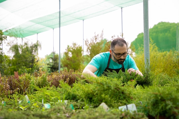 상록 식물을 재배하는 집중된 남성 정원사. 파란색 셔츠와 온실에서 작은 thujas 검사 앞치마를 입고 안경에 회색 머리 중년 남자. 상업 원예 및 여름 개념