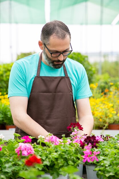 온실에서 pelargoniums 작업 집중된 남성 정원사