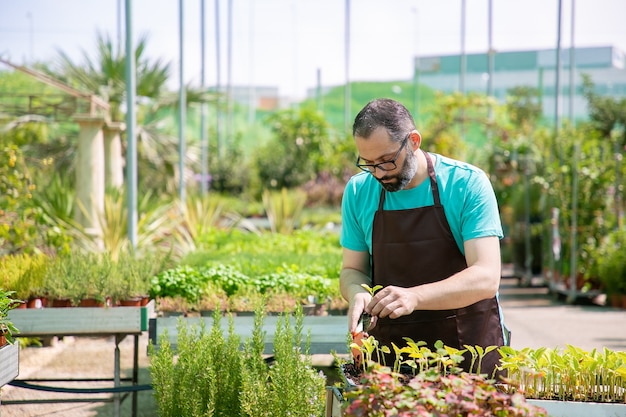 Focused professional gardener repotting sprouts, using shovel and digging soil. Front view, low angle. Gardening job, botany, cultivation concept.