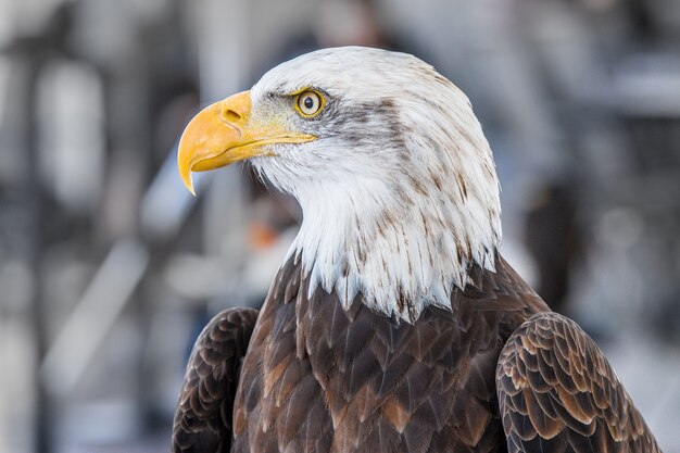 Focused shot of a majestic eagle on a winter day