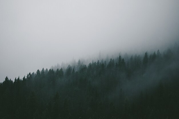 Fog covering the green pine trees in the forest