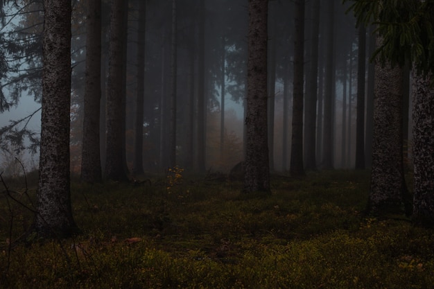 Fog in forest during autumn