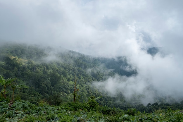 Foto gratuita nebbia nella foresta di montagna, thailandia