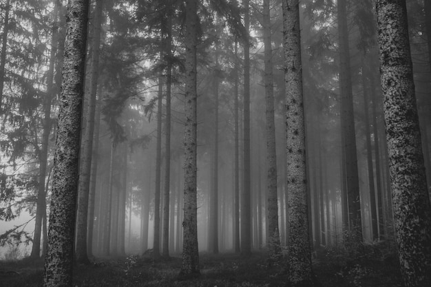 Fog in forest with tall trees