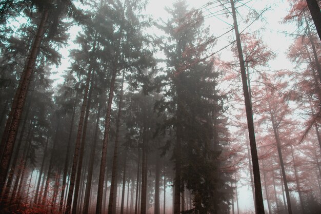 Fog in forest with tall trees
