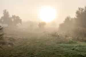 Free photo foggy autumn landscape with silhouettes of trees and sun blurred in the sky.