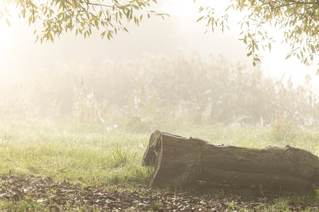 Foggy autumn morning in the forest, a log in the grass.