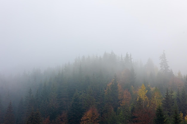 가문비나무 숲이 있는 안개가 자욱한 가을 산 풍경