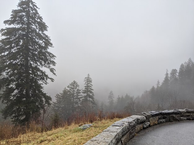 Foggy cliff with pine trees as viewed from above