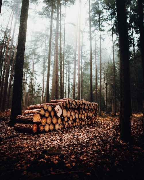 Foggy forest landscape with a pile of trunks