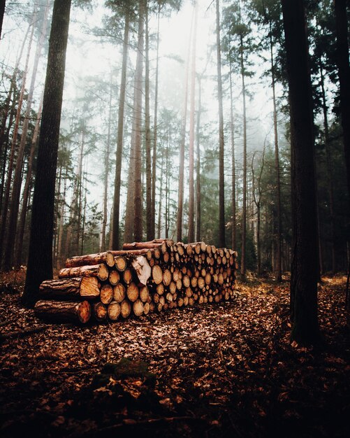 Foggy forest landscape with a pile of trunks