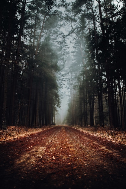 Foto gratuita nebbioso paesaggio forestale con una strada