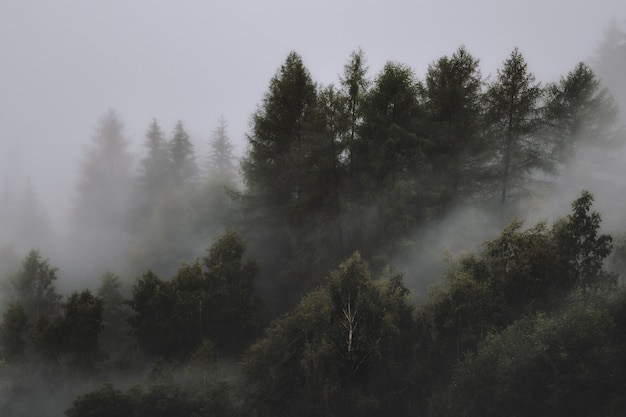 Foto gratuita della foresta nebbiosa