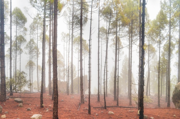 Туманный сосновый лес на красных склонах с камнями. природный пейзаж