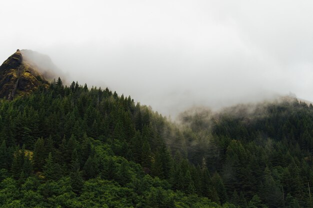 Туманный пейзаж леса с дымом, выходящим из деревьев