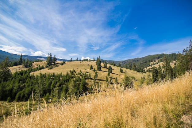 Foggy summer morning in the mountains. Carpathian, Ukraine, Europe. Beauty world.