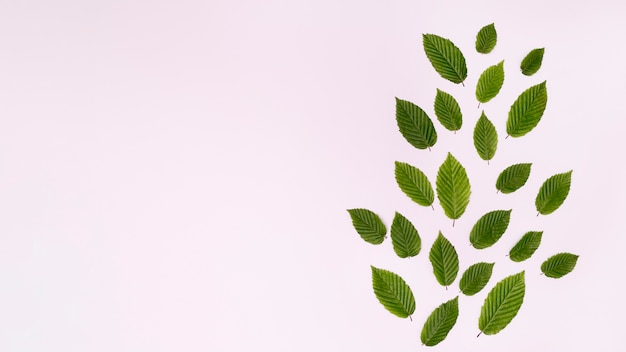 Free photo foliage arrangement forming a leaf