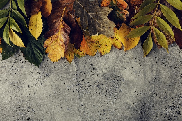 Foliage on concrete surface