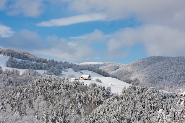 Free photo foliage forest covered by snow at the wintertime