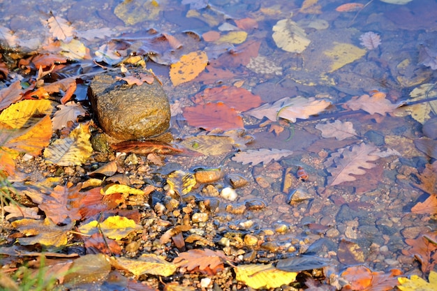 無料写真 「水の中の葉」