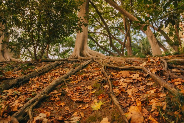 Foliage landscape