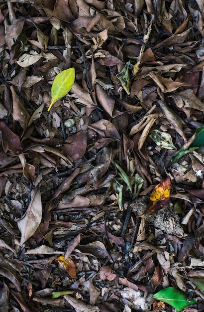 Foliage texture