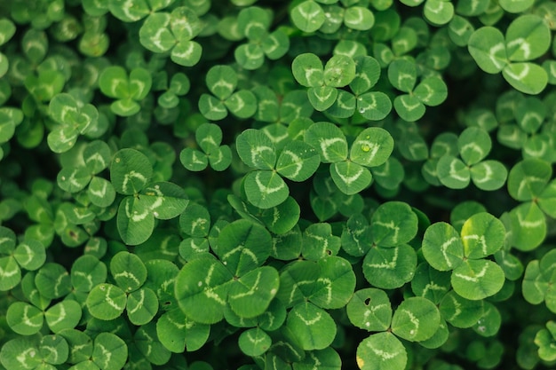 Foliage textured background macro shot