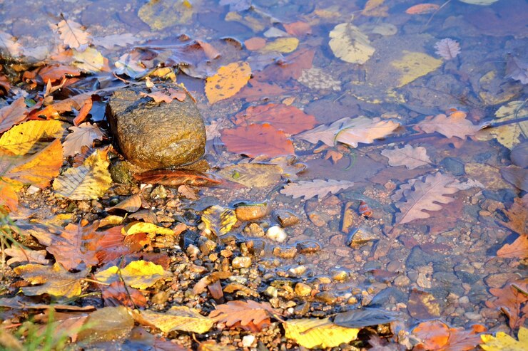 免費 Photo "水裡的樹葉"