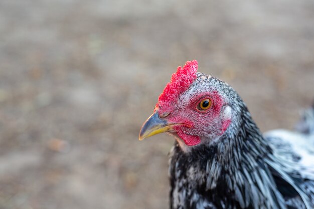 Folk chickens in rural.