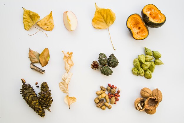 Food, leaflets and strobiles on white background