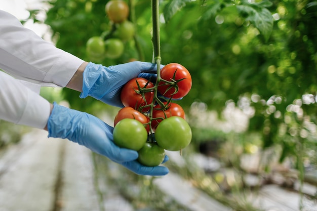 Foto gratuita scienziato dell'alimentazione che mostra i pomodori in serra